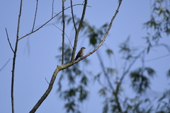 Muscicapa griseisticta