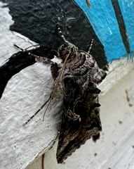 Autographa