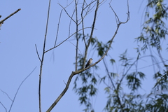 Muscicapa griseisticta