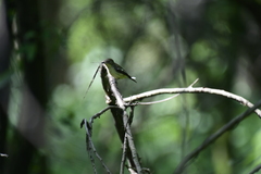 Ficedula zanthopygia