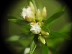 Styphelia leptospermoides