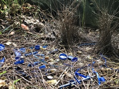 Ptilonorhynchus violaceus