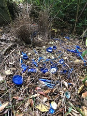 Ptilonorhynchus violaceus