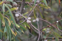 Hakea salicifolia