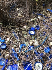 Ptilonorhynchus violaceus