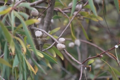Hakea salicifolia