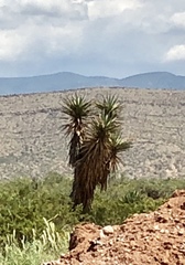Yucca treculiana