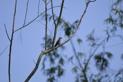 Muscicapa griseisticta