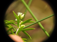 Styphelia leptospermoides