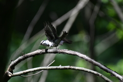 Pericrocotus cantonensis