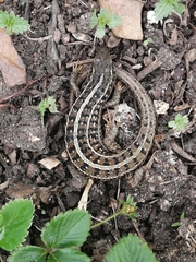 Trachylepis capensis