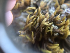 Grimmia ramondii