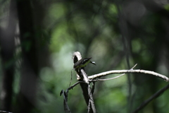 Ficedula zanthopygia