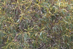 Hakea salicifolia