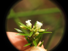 Styphelia leptospermoides