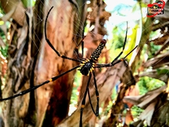 Nephila pilipes