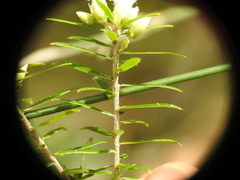 Styphelia leptospermoides