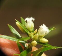 Styphelia leptospermoides