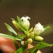 Styphelia leptospermoides - Photo 由 Scott W. Gavins 所上傳的 (c) Scott W. Gavins，保留部份權利CC BY-NC