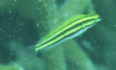 Petroscirtes fallax
