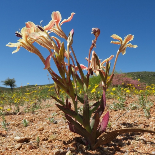 Lapeirousia fabricii