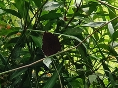 Elymnias hypermnestra