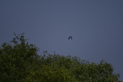 Nycticorax nycticorax