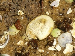Austrovenus stutchburyi