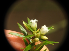 Styphelia leptospermoides