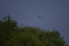 Nycticorax nycticorax