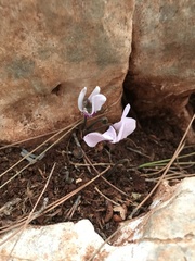 Cyclamen graecum