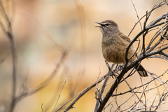 Cercotrichas coryphoeus