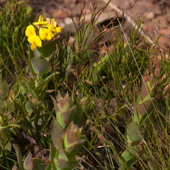 Aspalathus cordata