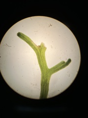Riccia stricta