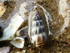 Zeacumantus lutulentus