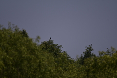 Nycticorax nycticorax