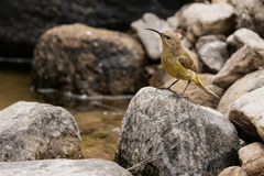 Anthobaphes violacea