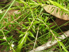 Styphelia leptospermoides