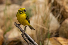 Crithagra flaviventris