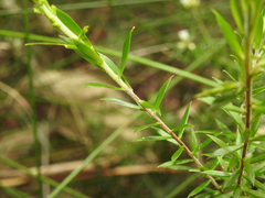 Styphelia leptospermoides