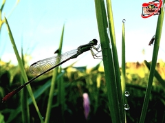 Agriocnemis pygmaea