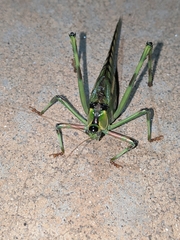 Ephippitytha trigintiduoguttata