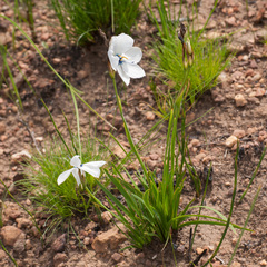 Aristea cantharophila