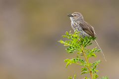 Prinia maculosa