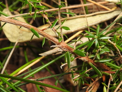 Styphelia leptospermoides