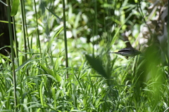 Emberiza spodocephala