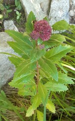 Hylotelephium telephium fabaria