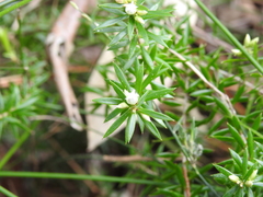Styphelia leptospermoides