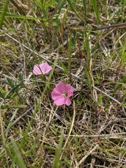 Convolvulus angustissimus