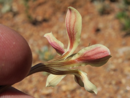 Lapeirousia fabricii